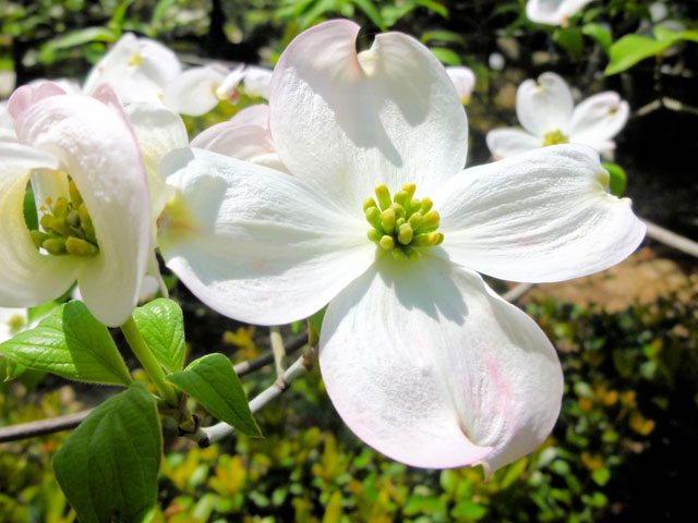 ハナミズキの花の写真画像8