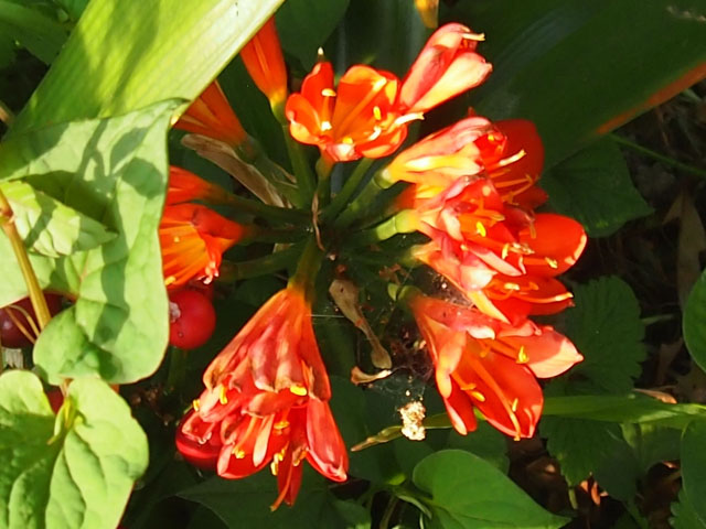 クンシランの花の写真画像
