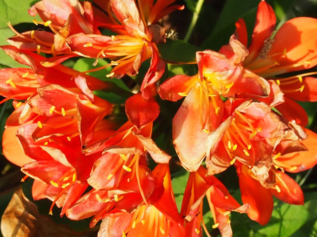 クンシランの花の写真画像