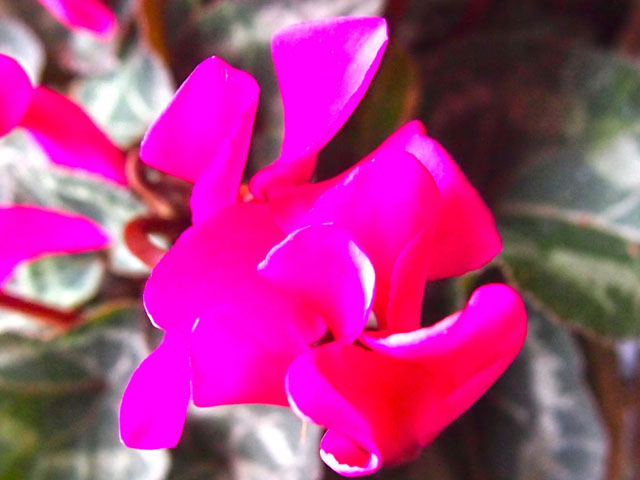 ミニシクラメンの花の写真画像