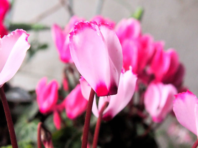 ミニシクラメンの花の写真画像