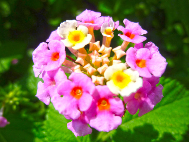 ランタナの花の写真画像