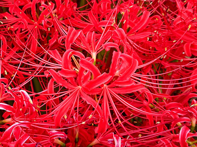 ヒガンバナの花の写真画像