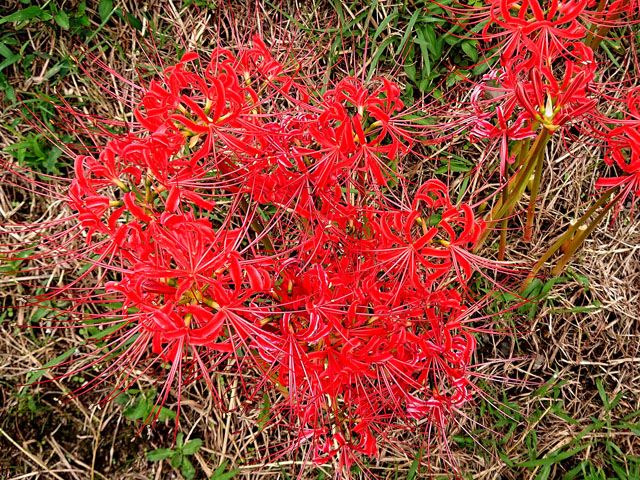 ヒガンバナの花の写真画像