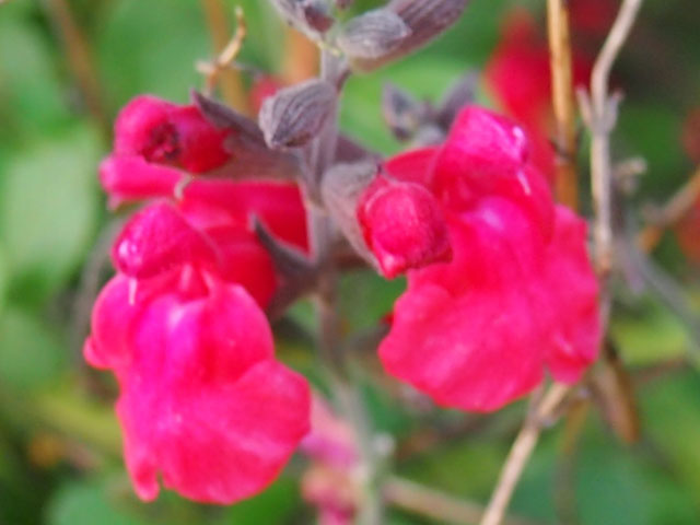 アキノベニバナサルビアの花の写真画像