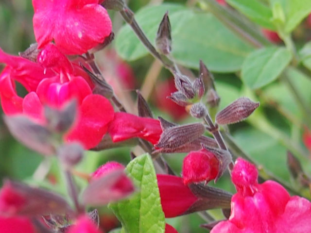 アキノベニバナサルビアの花の写真画像