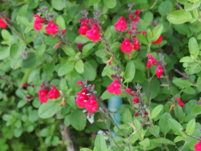 アキノベニバナサルビアの花の写真画像