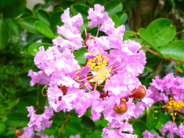 サルスベリの花の写真画像