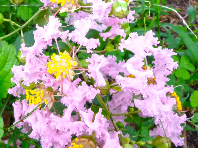 サルスベリの花の写真画像