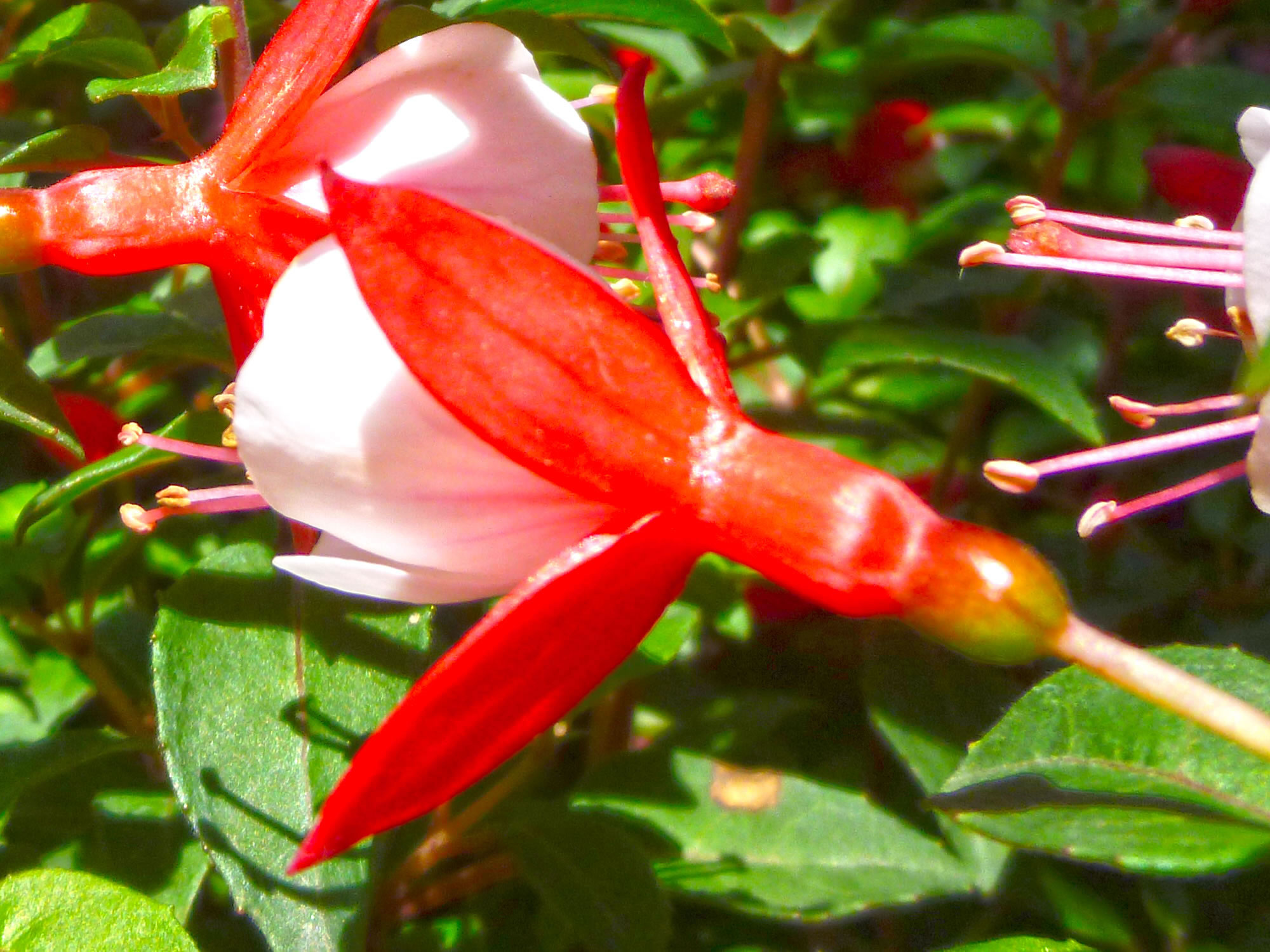 フクシアの花の写真画像