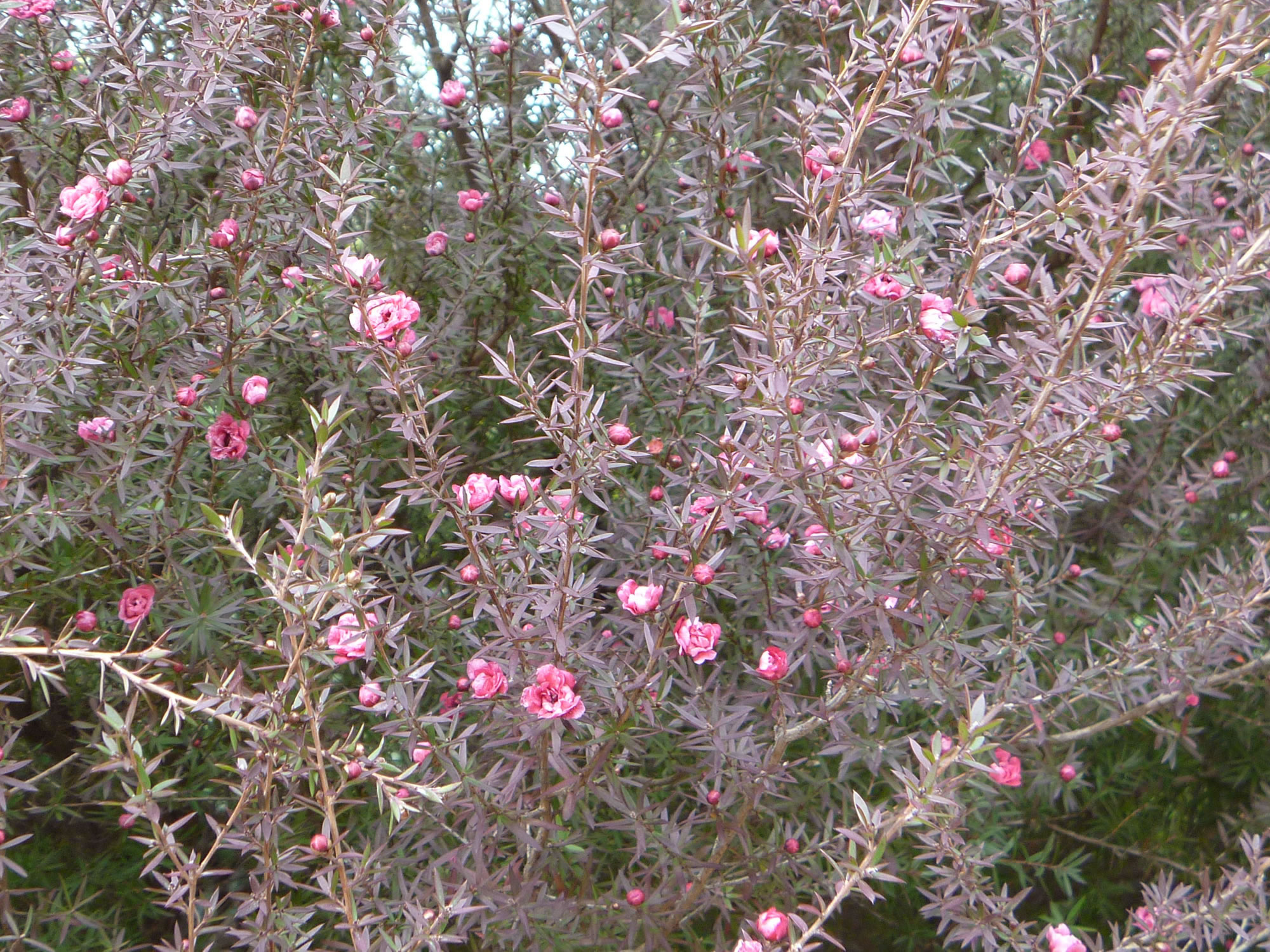 ギョリュウバイの花の写真画像