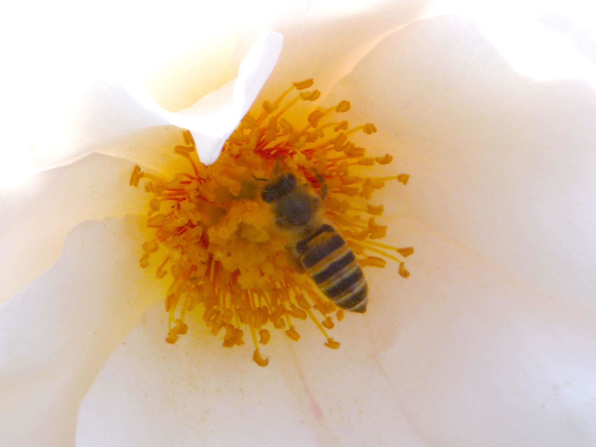 ミツバチの写真画像