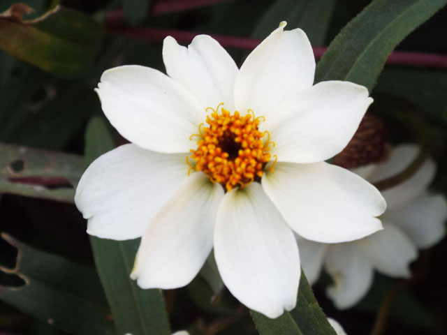 ジニアの花の写真画像3