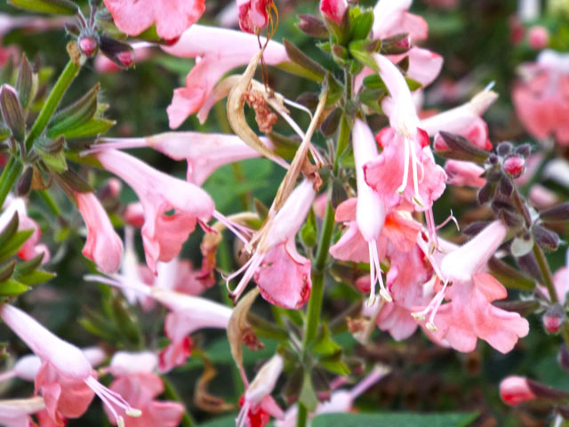 コクシネアの花の写真画像