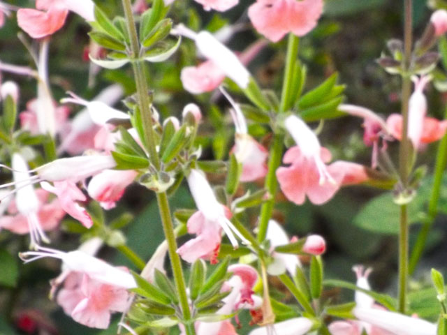 コクシネアの花の写真画像