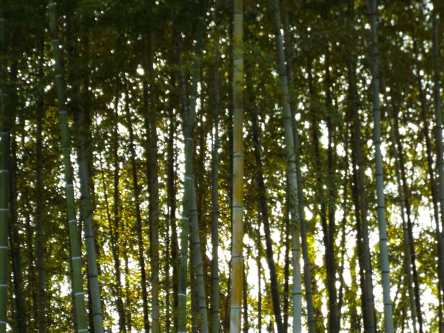 モウソウチクの木の写真画像