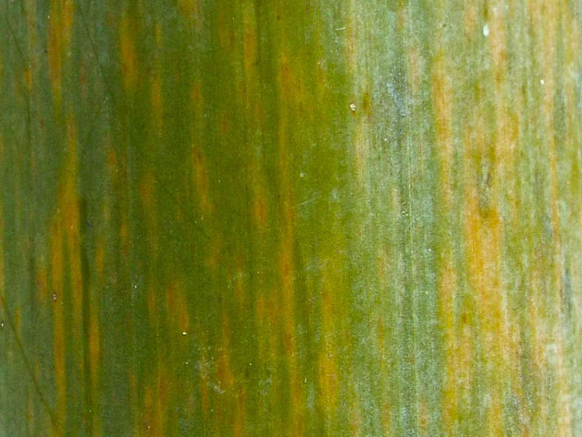 モウソウチクの表皮の写真画像4