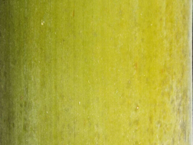 モウソウチクの表皮の写真画像6