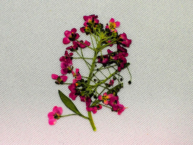 アリッサムの押し花（５） | フリー写真素材 Photo-pot