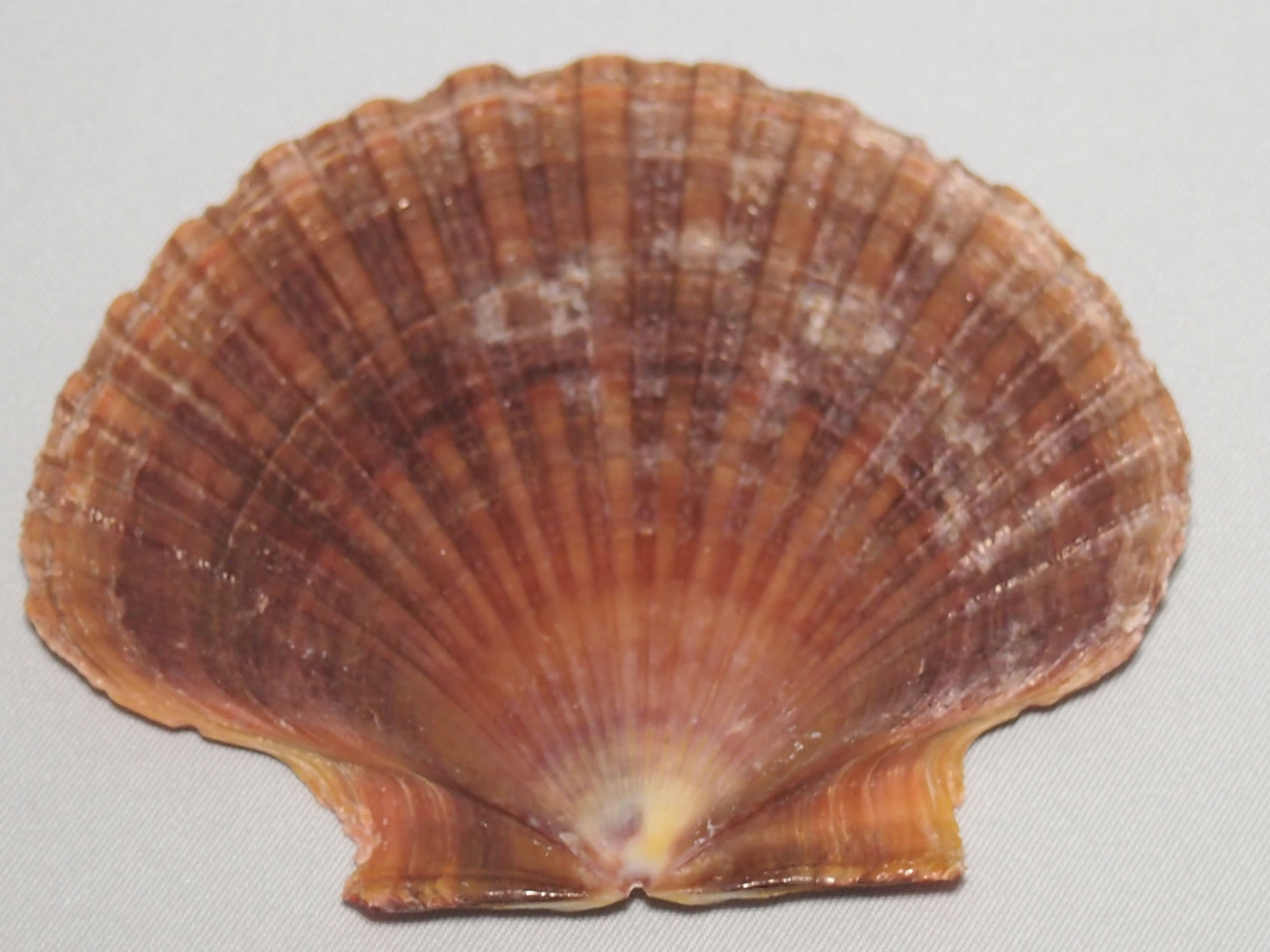 ホタテの貝殻の写真画像1