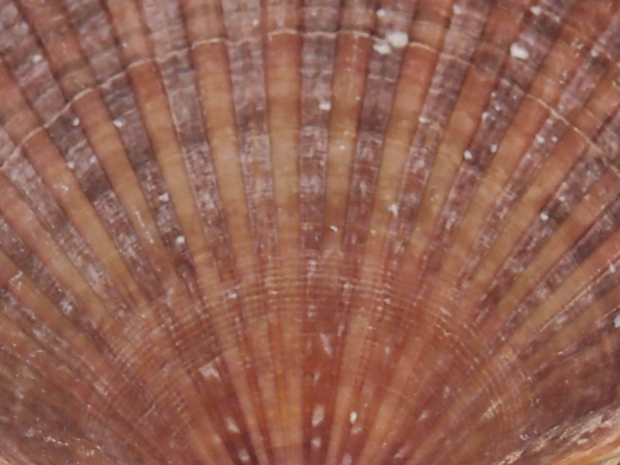 ホタテの貝殻の写真画像2