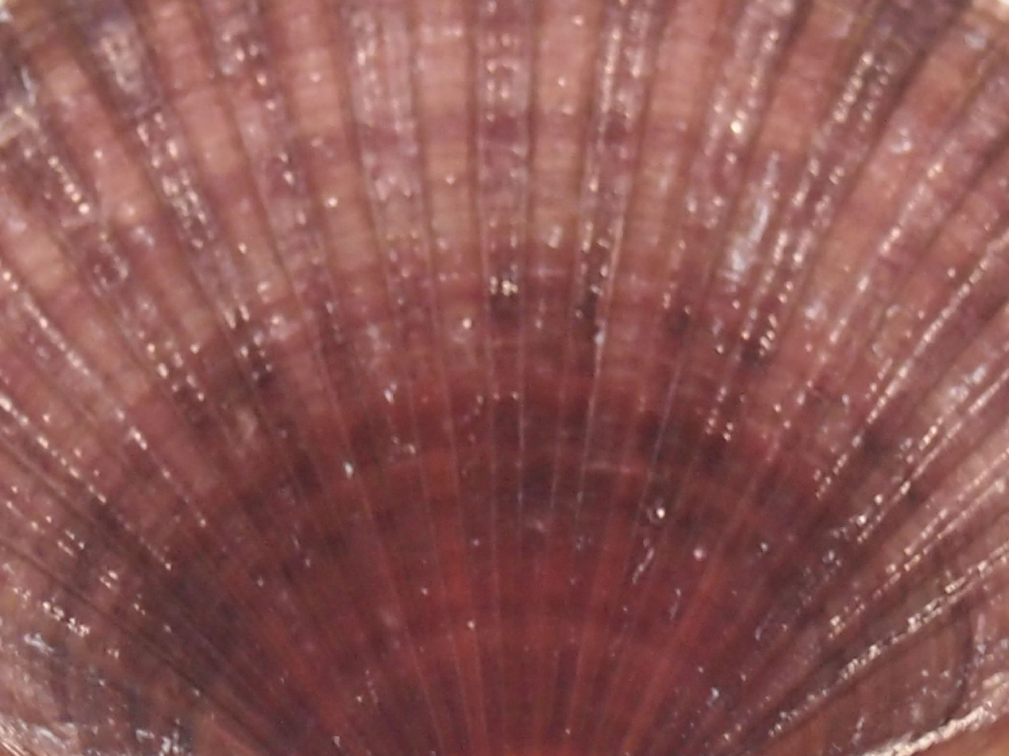 ホタテの貝殻の写真画像3