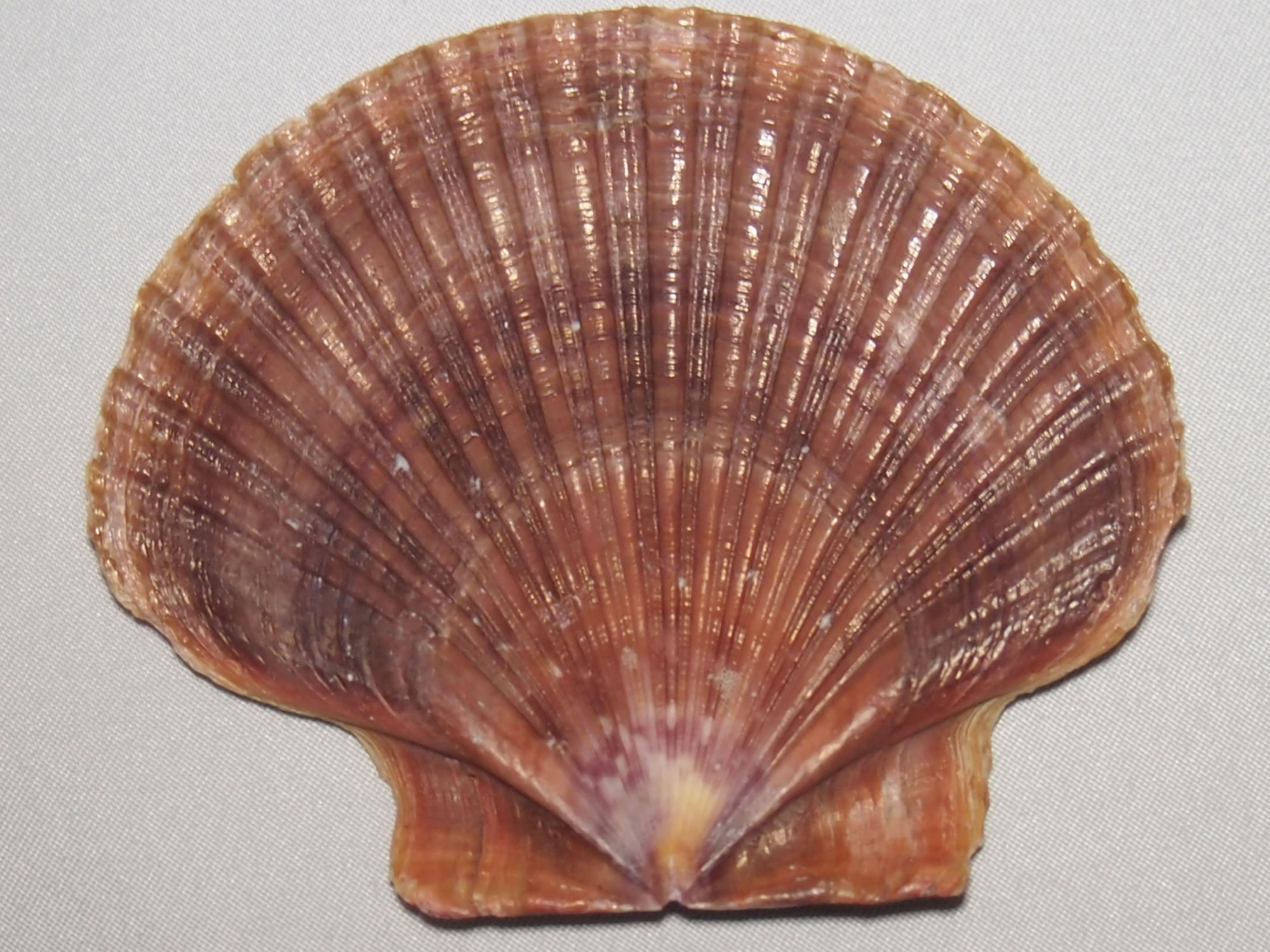 ホタテの貝殻の写真画像4