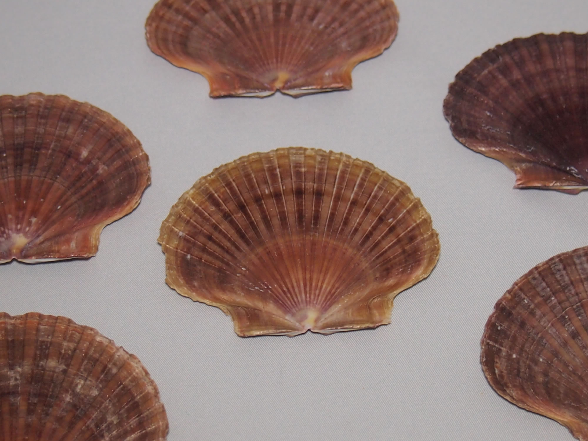ホタテの貝殻の写真画像5