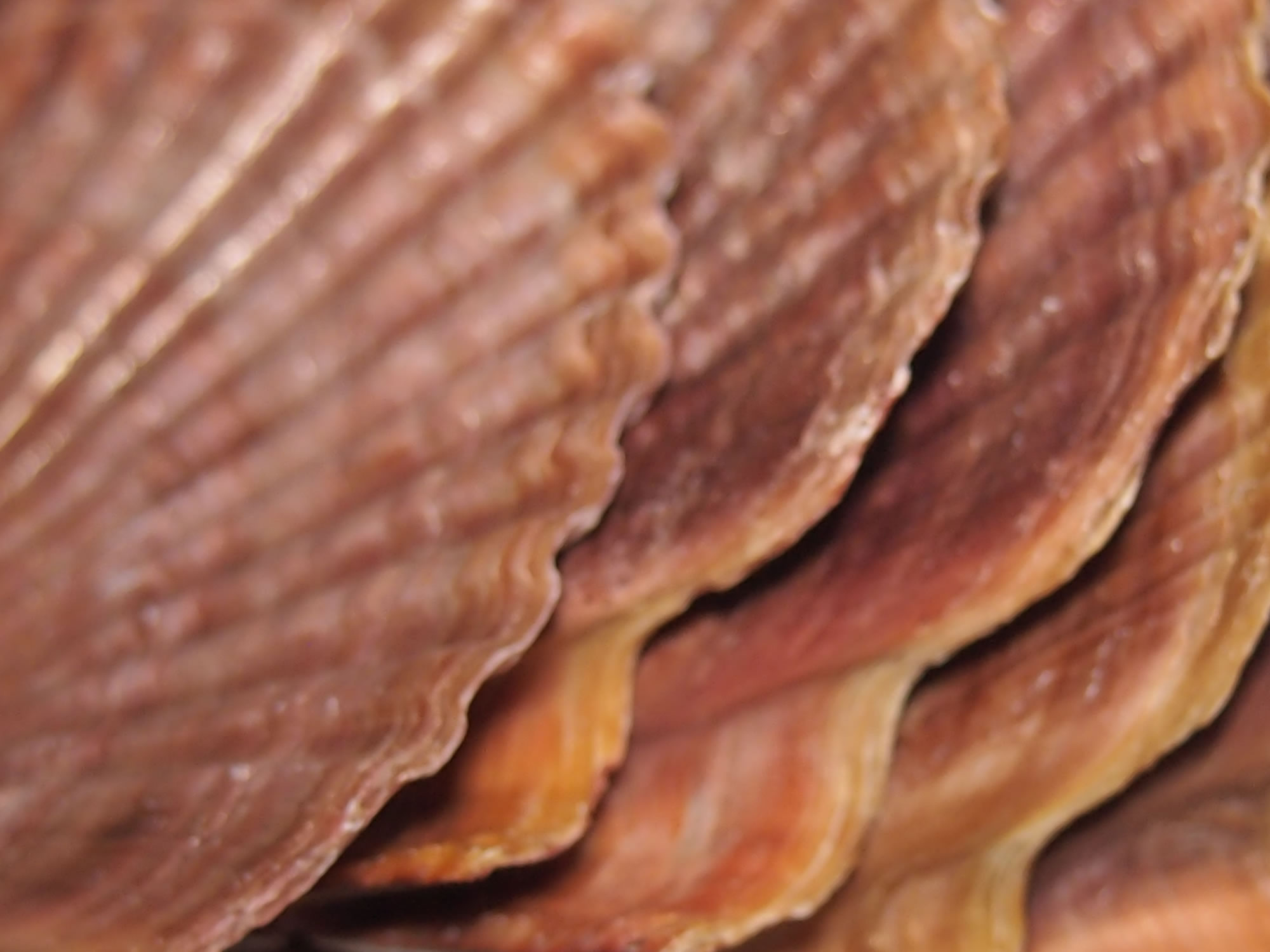 ホタテの貝殻の写真画像8