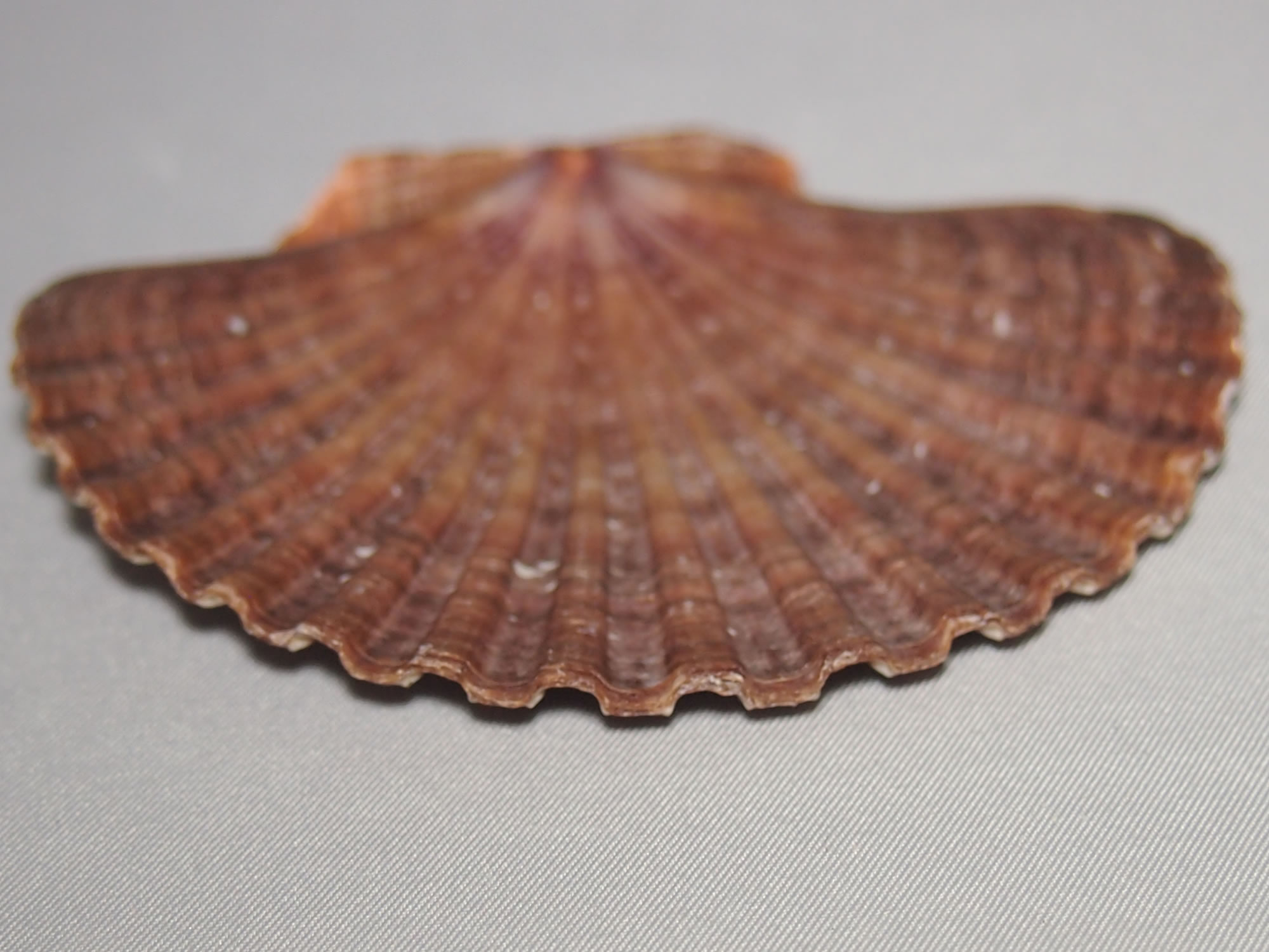 ホタテの貝殻の写真画像9