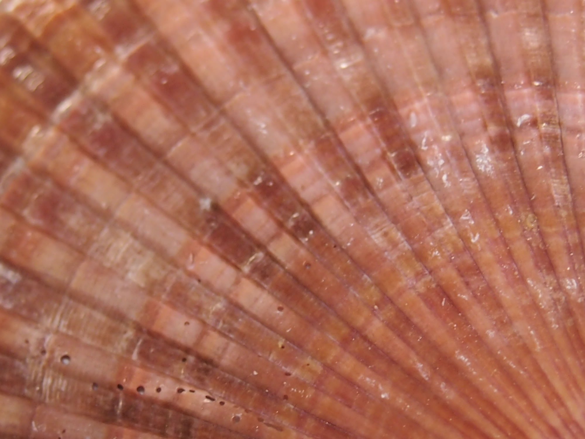 ホタテの貝殻の写真画像10