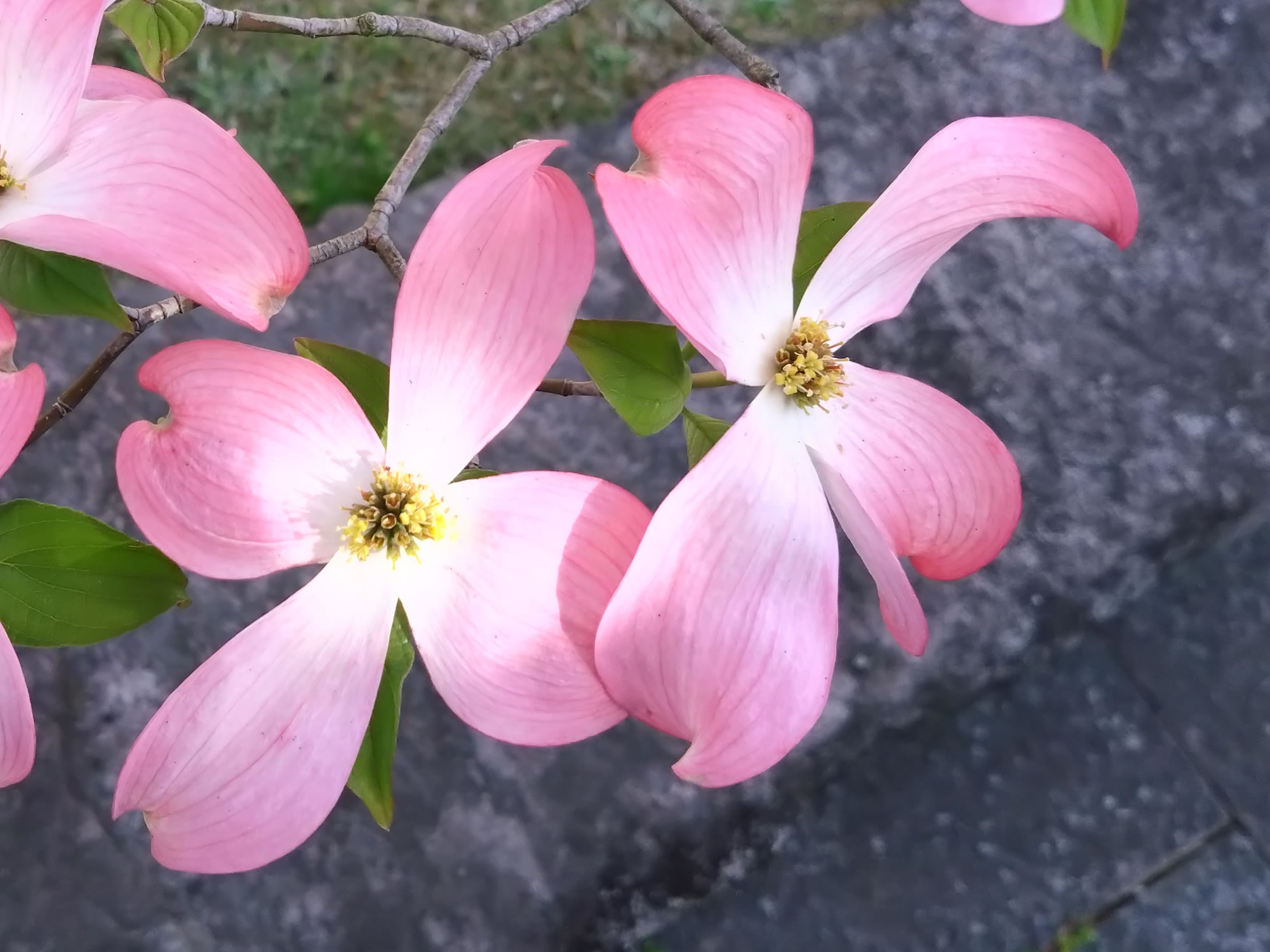 ハナミズキの花の写真画像10