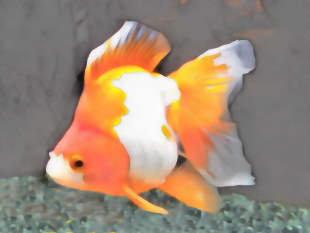 金魚の写真画像1