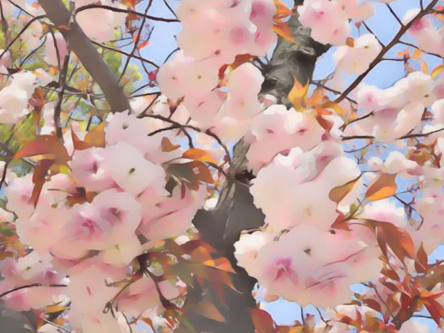 桜の花（２）の写真画像1