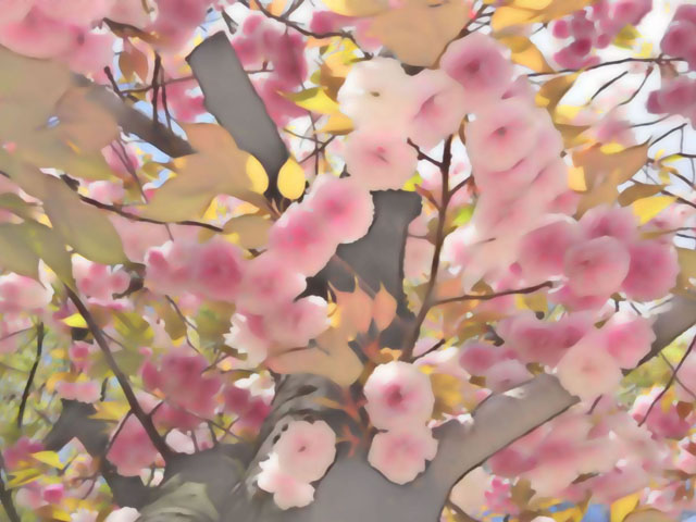 桜の花（２）の写真画像3