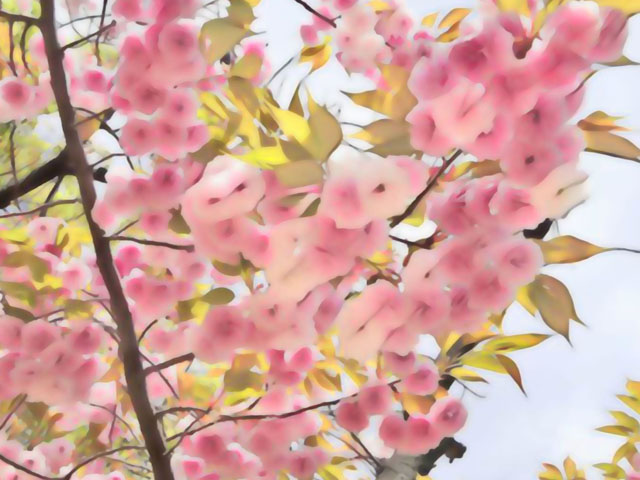 桜の花（２）の写真画像4