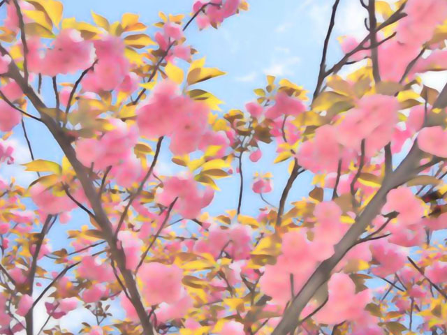 桜の花（２）の写真画像5