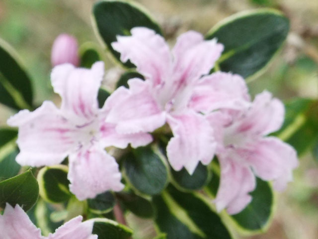 フイリハクチョウゲの花の写真画像1