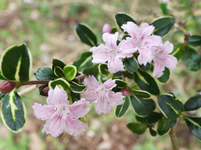 フイリハクチョウゲの花の写真画像2