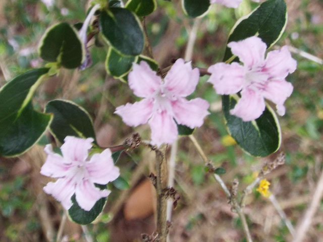 フイリハクチョウゲの花の写真画像3