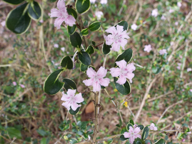 フイリハクチョウゲの花の写真画像4