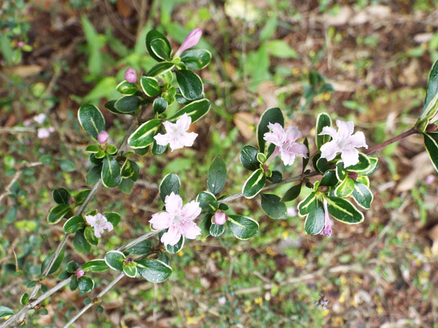 フイリハクチョウゲの花の写真画像5