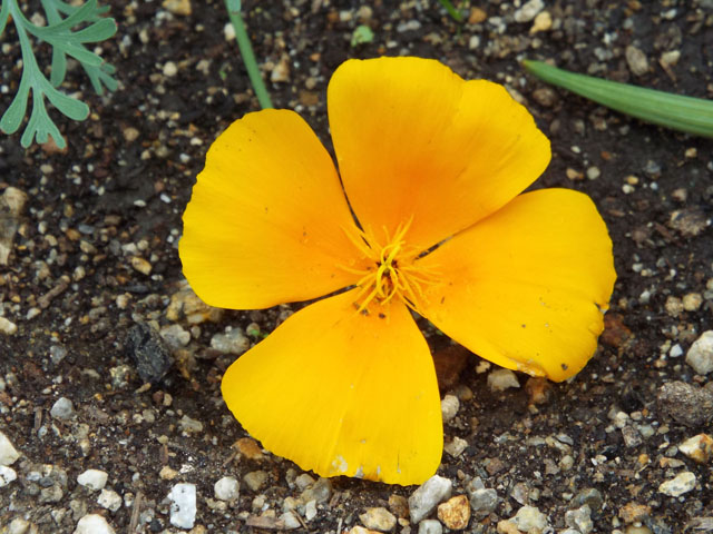 ハナビシソウの花の写真画像1