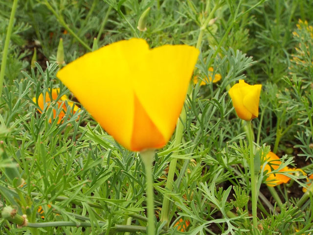 ハナビシソウの花（２）の写真画像3