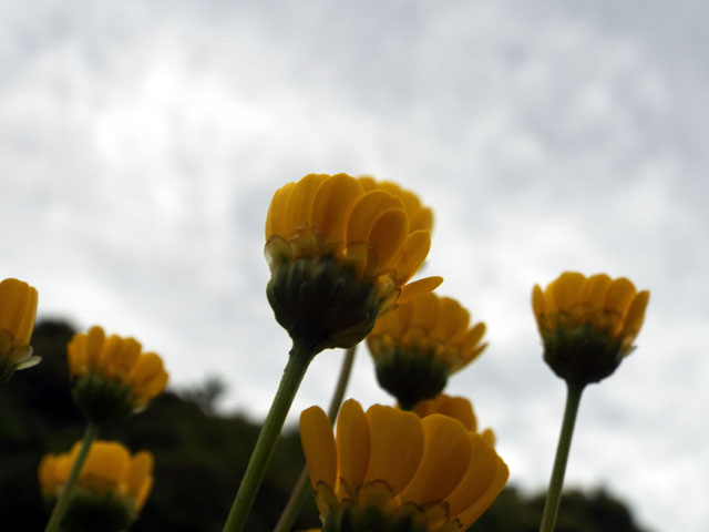 ムルティカウレの花の写真画像4