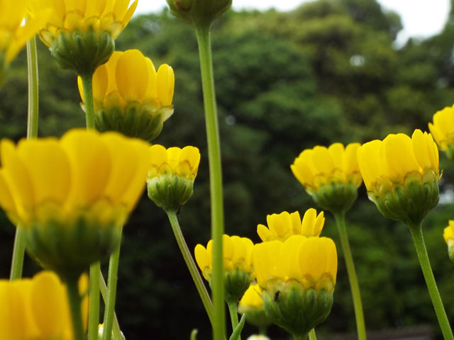 ムルティカウレの花の写真画像5