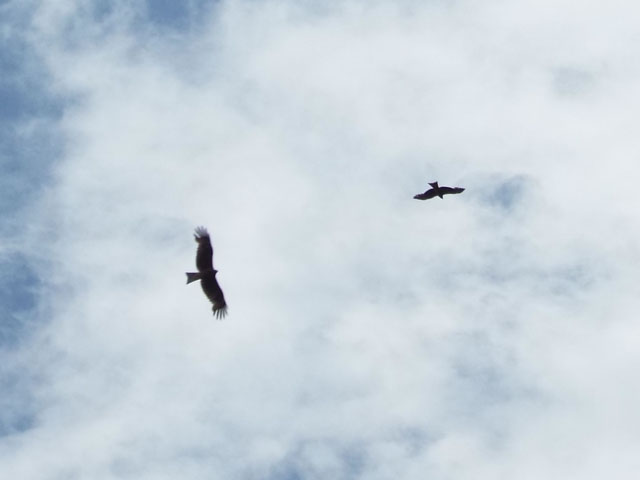 空にトンビの写真画像2