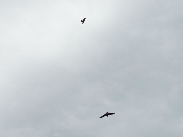 空にトンビの写真画像3