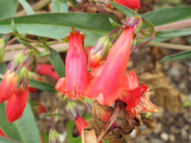 ヤナギチョウジの花の写真画像1