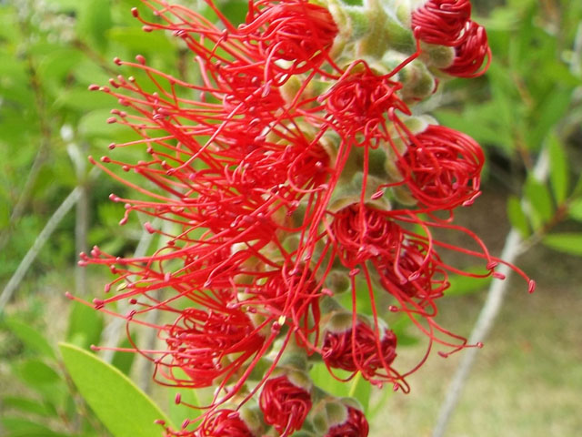 ブラシノキの花の写真画像1